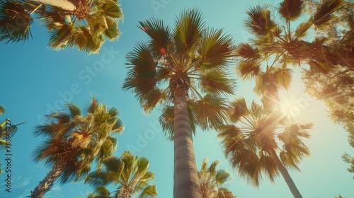 Sunlight filtering through a cluster of palm trees © 2rogan