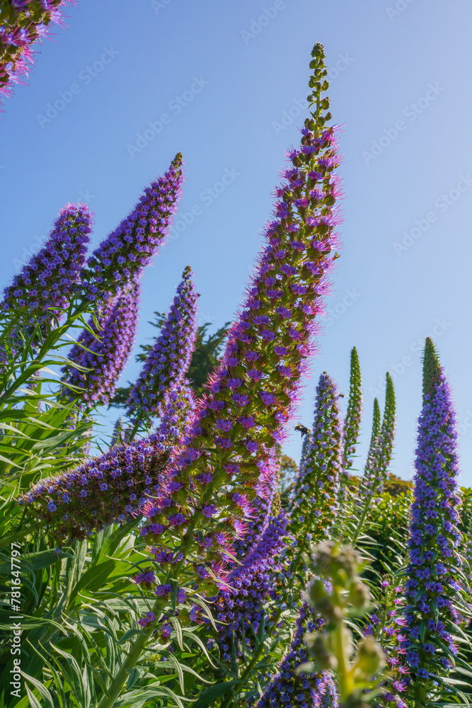 Vivid purple Pride of Madeira flowers stand tall in the bright sunlight. Vivid purple Pride of Madeira flowers stand tall in the bright sunlight.