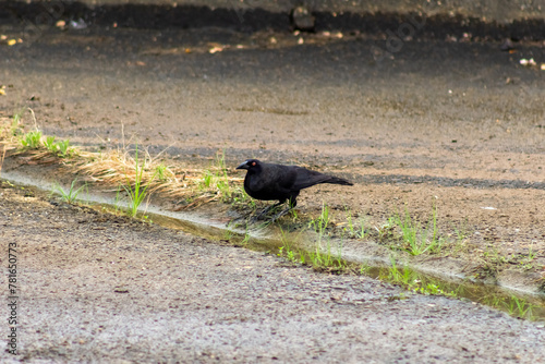 The beautiful black crow with orange eyes in Venezuela