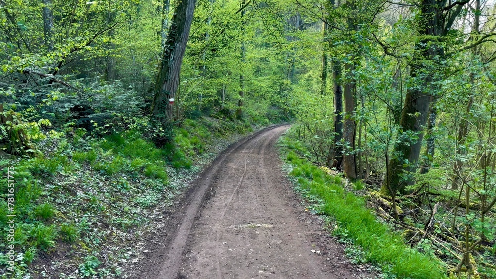 Obraz premium Inviting Forest Trail Winding Through Early Spring Woodland, Fresh Greenery Accenting the Path