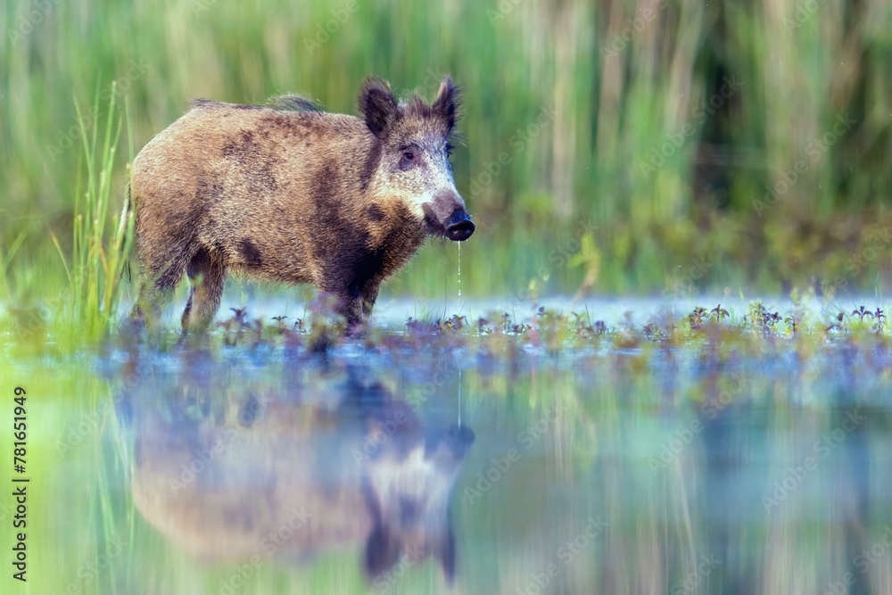 Wild boar (Sus scrofa) standing in water, with own mirror image, Biosphere Reserve Mittelelbe, Saxony-Anhalt, Germany, Europe Wild boar (Sus scrofa) standing in water, with own mirror image, Biosphere Reserve Mittelelbe, Saxony-Anhalt, Germany, Europe