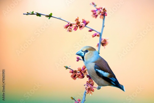 Hawfinch (Coccothraustes coccothraustes) sitting on a branch of flowering ornamental quince (Chaenomeles japonica), Middle Elbe Biosphere Reserve, Saxony-Anhalt, Germany, Europe photo