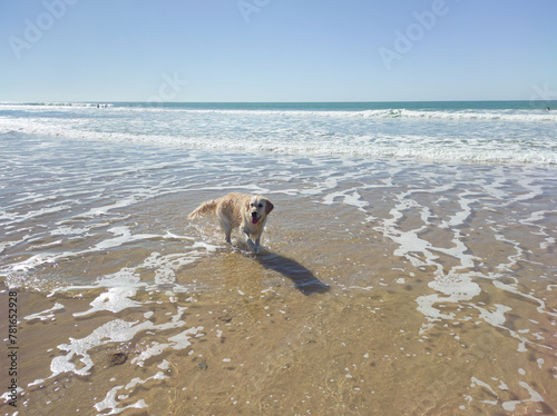 Golden Retriever Labrador playing happily on the shore of the beach.