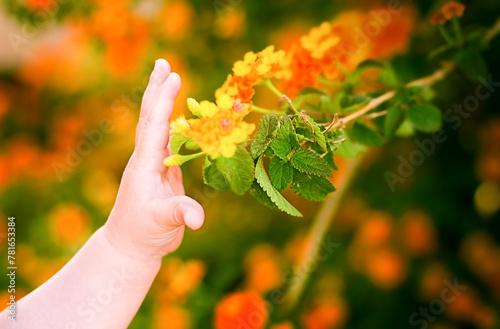 A child's hand reaches out to a flower