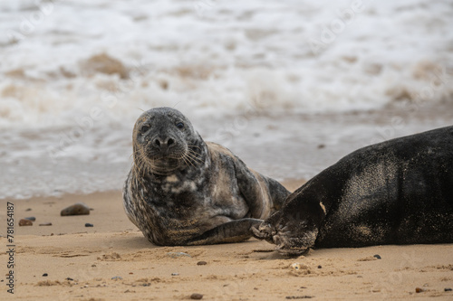 Grey seals, Halichoerus grypus, resting on sand beach, UK