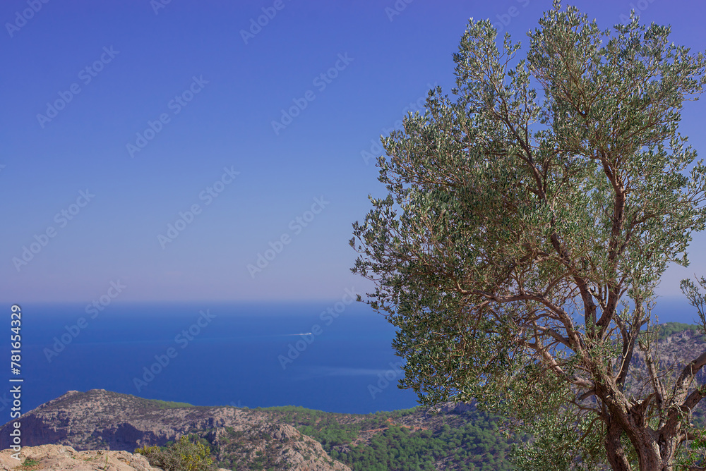 Landscape olive tree against the background of the sea