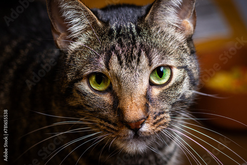 close up portrait of a cat focused on strong emotion piercing eyes cute loving