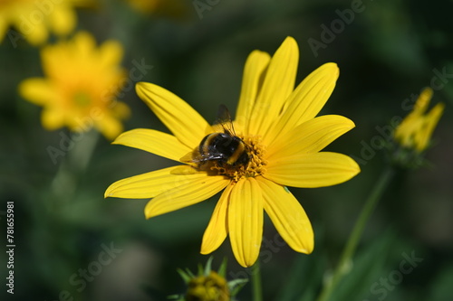 bee on yellow flower © Magalie