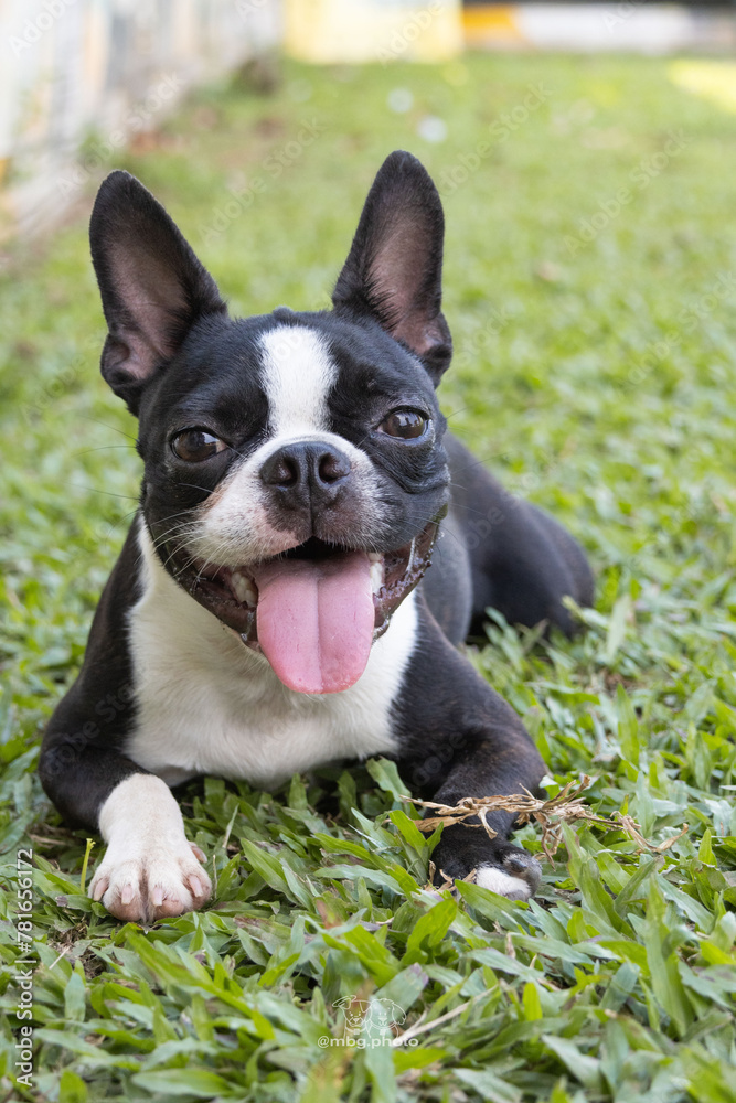 Black and white boston terrier puppy portrait on grass background with tongue out