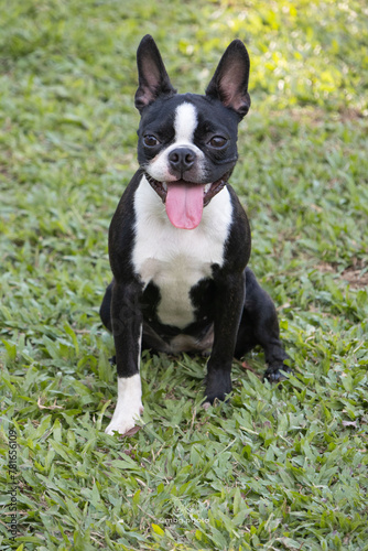 Black and white boston terrier puppy portrait on grass background with tongue out