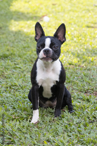 Black and white boston terrier puppy portrait, funny face, on grass background