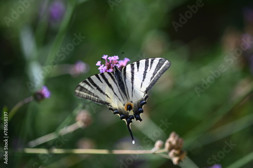 butterfly on flower © Magalie