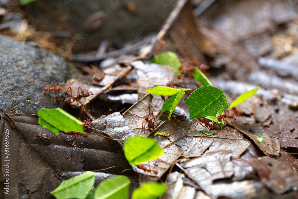 leafcutter ants at work on the forest floor carrying green leaves leafcutter ants at work on the forest floor carrying green leaves