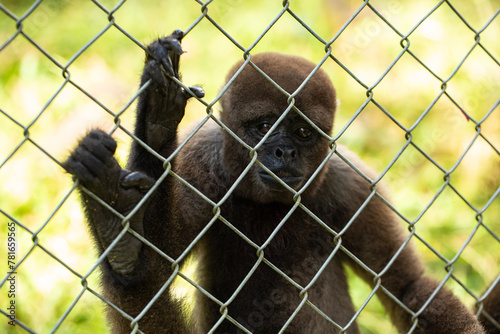 somber woolly monkey clinging to a wire fence in a sanctuary photo