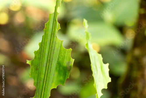 close-up of a leaf with serrated edges from leafcutter ant activity