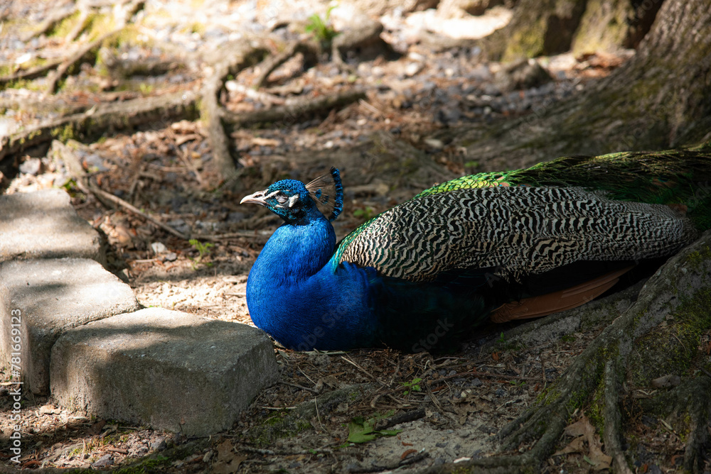 Peacock outside in sun Close Up Peacock outside in sun Close Up