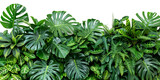 Tropical Leaf Assortment on Transparent Background