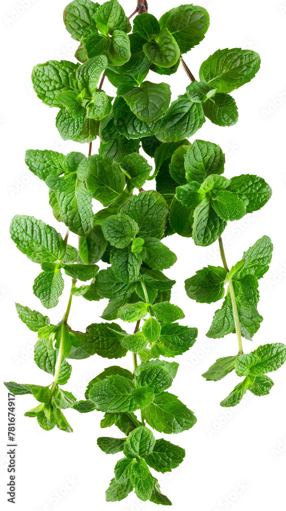 Fresh Mint Leaves Isolated Fresh Mint Leaves Isolated