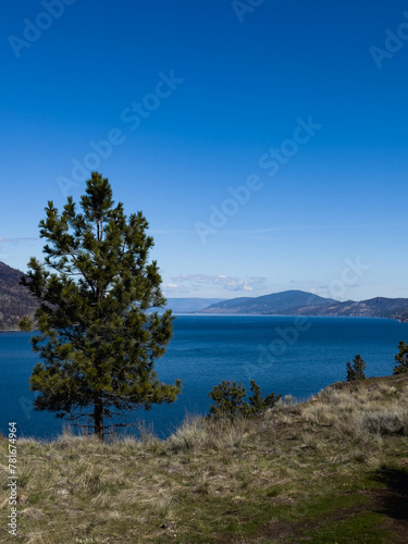 Pine tree on a hillside with lake and mountains in the distance and blue sky above