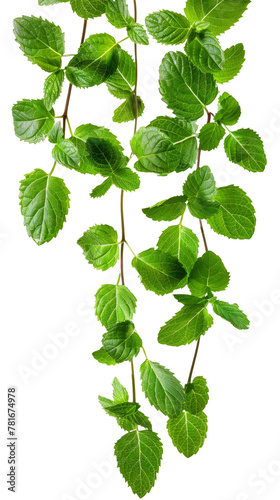 Fresh Mint Leaves Isolated