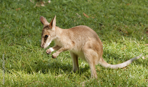 a close up view of a young joey kangaroo eating green grass