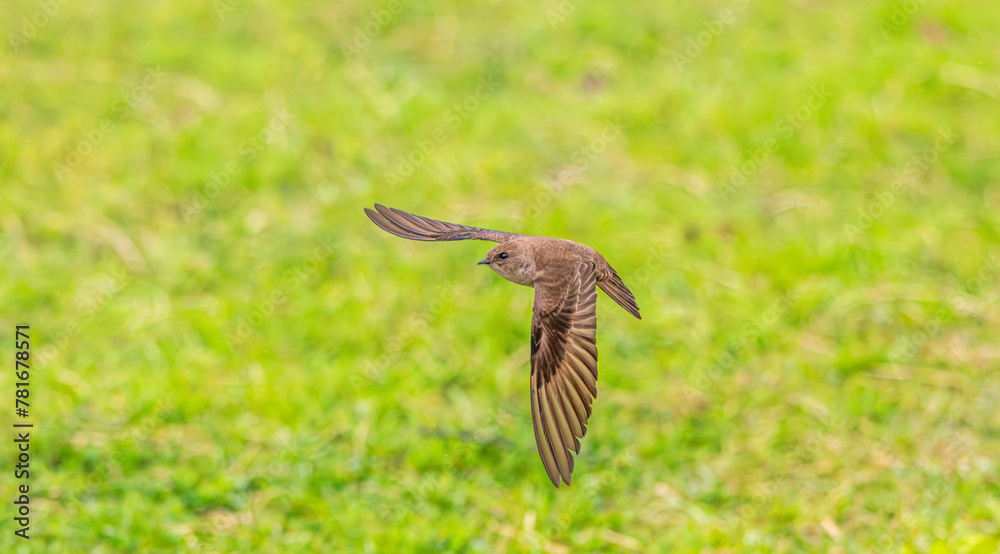 Closeup of a rough winged swallow in flight. Closeup of a rough winged swallow in flight.