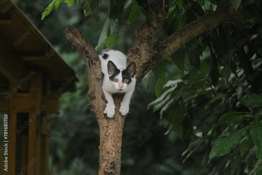 Fototapeta premium a kitten perched on a tree looking at the camera