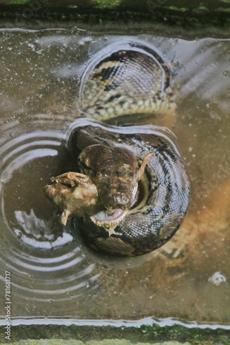 A python bites a rat in a pond