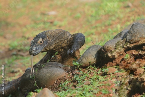 a Komodo dragon crawling on the rocks © Pitokung