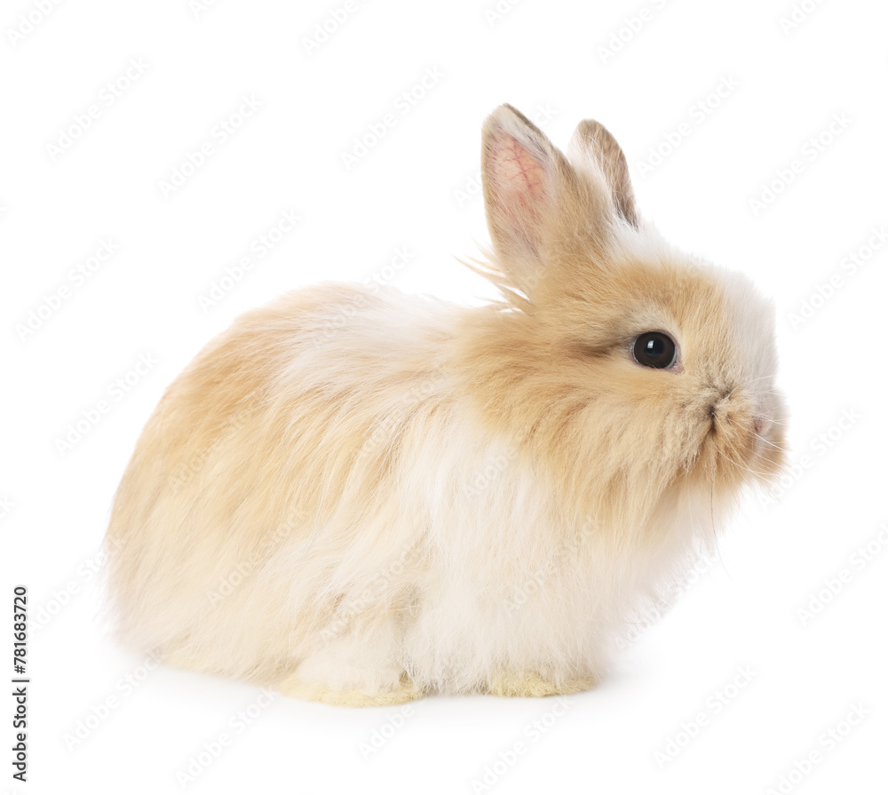 Cute fluffy pet rabbit isolated on white