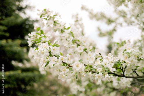 Branch of blooming tree on blurred background. Springtime backdrop. Selective soft focus