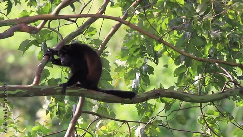 Howler monkey walking and eating leaves on a tree with very strong winds blowing. photo