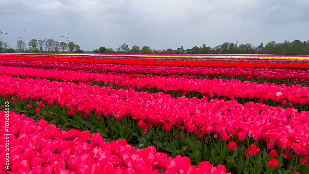 Colorful blooming tulip fields on a cloudy day in the Netherlands Colorful blooming tulip fields on a cloudy day in the Netherlands