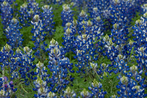 Blue Bonnets Up Close: Lupinus Texenis: Spring Wildflowers 