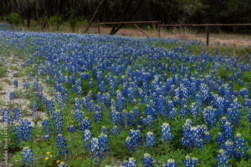 Spring WIldflowers: Texas Bluebonnets along the roadside in front of an old iron gate 