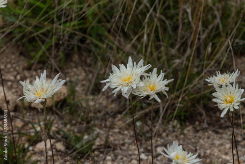 Texas Spring Wildflower, White Fleabane, Asteraceae Texas Hill Country, Marble Falls 