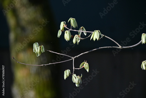 Quercus serrata young leaves. Fagaceae deciduous tree. photo