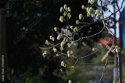 Quercus serrata young leaves. Fagaceae deciduous tree.