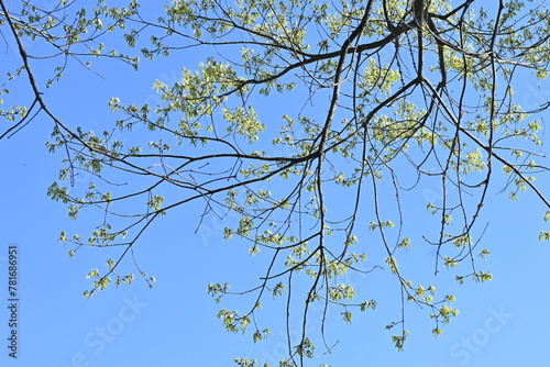 Quercus serrata young leaves. Fagaceae deciduous tree.