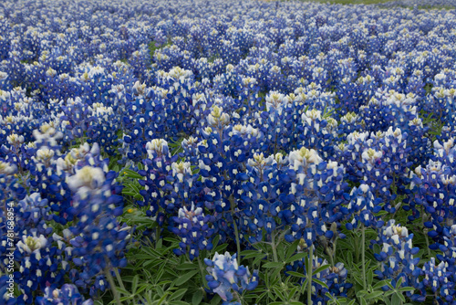 Texas Wildflowers: field of bluebonnets in the spring 