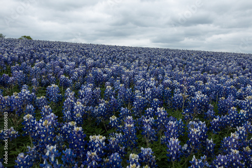 Texas Wildflowers: field of bluebonnets in the spring 