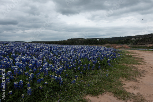 Field of Bluebonnets on a Cloudy Day in Texas Hill Country