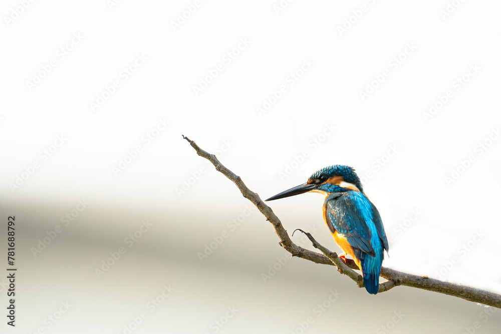 Common kingfisher bird (Alcedo atthis) during on branch tree for diving in to water eating fish at the river on green tree background. Common kingfisher bird (Alcedo atthis) during on branch tree for diving in to water eating fish at the river on green tree background.