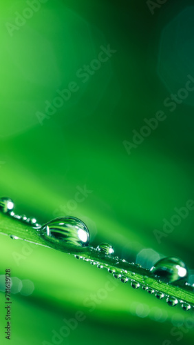 Fresh spring blade of grass with morning dew drops. Vibrant colors with shallow dof and shiny water droplets. Showing tranquility of spring, environmentally conscious, or Earth day nature backgrounds.