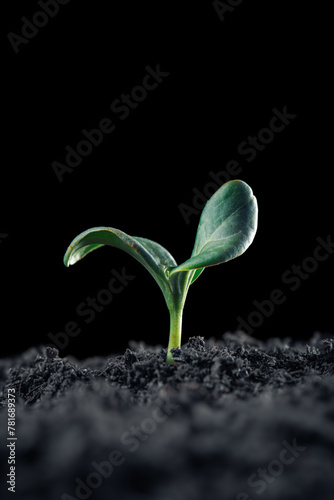 Fragile vegetable seedling with new green growth in dark earth. Symbolizing new life, nature, or other fresh beginnings. © Leigh Prather