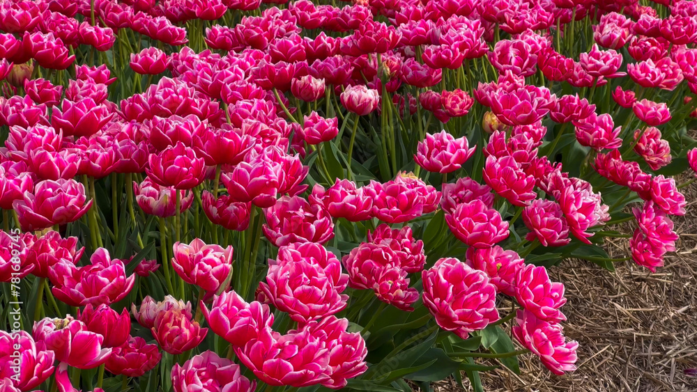 Colorful blooming tulip fields on a cloudy day in the Netherlands Colorful blooming tulip fields on a cloudy day in the Netherlands