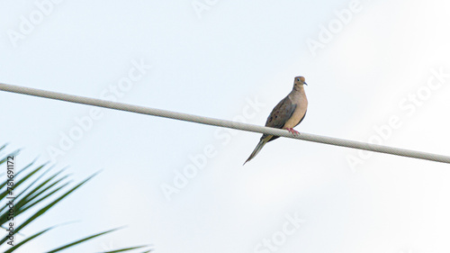 Obraz na płótnie Bird w salonie