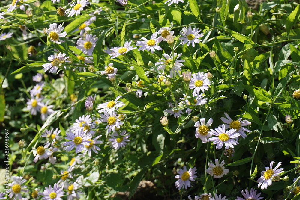 Beautiful plants and flwers in spring photo. Beautiful plants and flwers in spring photo.