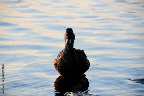 female American Black Duck (Anas rubripes) front facing portrait