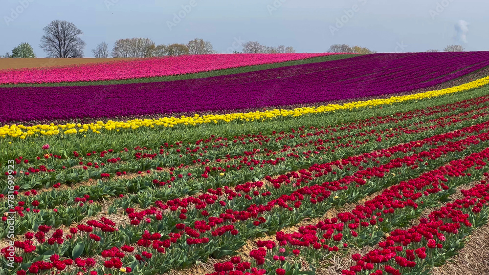 Colorful blooming tulip fields on a cloudy day in the Netherlands